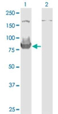 Western Blot: HOOK3 Antibody (3A5) [H00084376-M04]