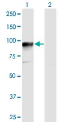 Western Blot: HOOK3 Antibody [H00084376-B01P]