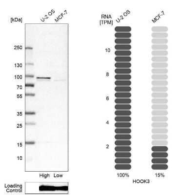 Western Blot: HOOK3 Antibody [NBP1-81743]