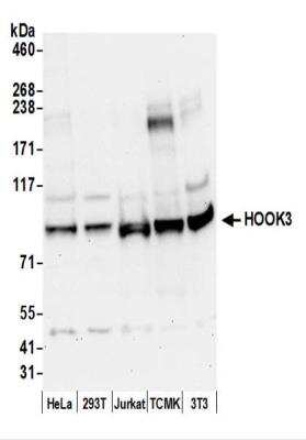 Western Blot: HOOK3 Antibody [NBP2-44279]