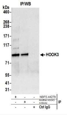 Western Blot: HOOK3 Antibody [NBP2-44279]