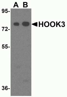 Western Blot: HOOK3 AntibodyBSA Free [NBP2-81990]