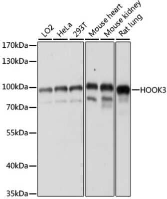 Western Blot: HOOK3 AntibodyAzide and BSA Free [NBP3-05070]