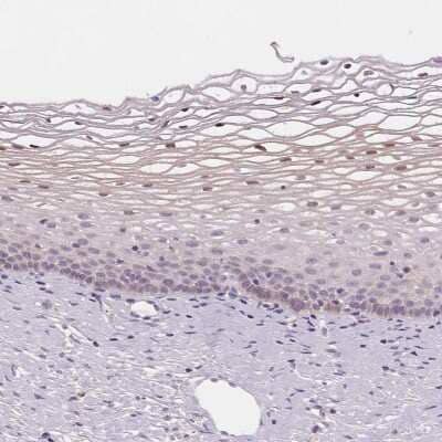 Immunohistochemistry-Paraffin: HOP Antibody [NBP1-92003]