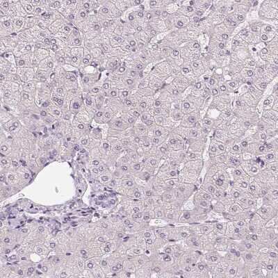 Immunohistochemistry-Paraffin: HOP Antibody [NBP1-92003]