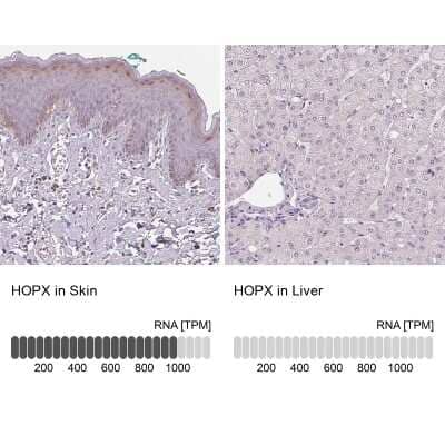 Immunohistochemistry-Paraffin: HOP Antibody [NBP1-92003]