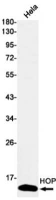 Western Blot: HOP Antibody (S06-4F8) [NBP3-19962]