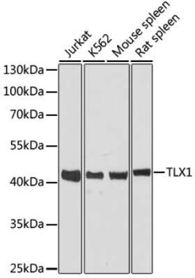 Western Blot: HOX11 AntibodyAzide and BSA Free [NBP3-03317]