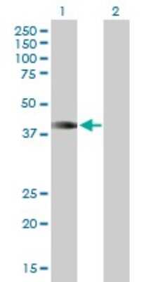 Western Blot: HOXA1 Antibody [H00003198-B01P]