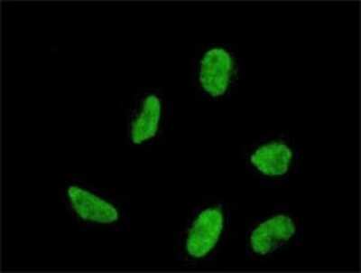 Immunocytochemistry/ Immunofluorescence: HOXA5 Antibody (2C3) [H00003202-M04]