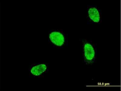 Immunocytochemistry/ Immunofluorescence: HOXA5 Antibody (4A8) [H00003202-M05]