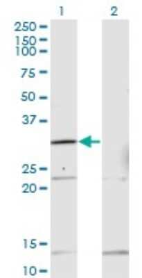 Western Blot: HOXB1 Antibody (2E5) [H00003211-M13]