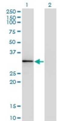 Western Blot: HOXB1 Antibody (2F12) [H00003211-M06]