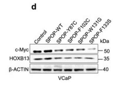 Western Blot: HOXB13 Antibody [NBP2-43655]