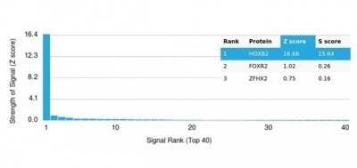 Protein Array: HOXB2 Antibody (PCRP-HOXB2-1F2) - Azide and BSA Free [NBP3-14063]