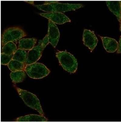 Immunocytochemistry/ Immunofluorescence: HOXB2 Antibody (PCRP-HOXB2-1F2) [NBP3-13937]