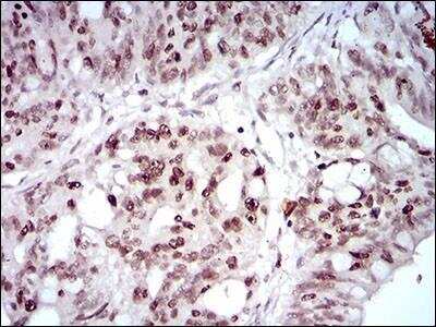 Immunohistochemistry-Paraffin: HOXB4 Antibody (3A2F2) - BSA Free [NBP2-37257]