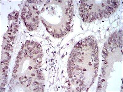 Immunohistochemistry-Paraffin: HOXB4 Antibody (3A2F2) - BSA Free [NBP2-37257]