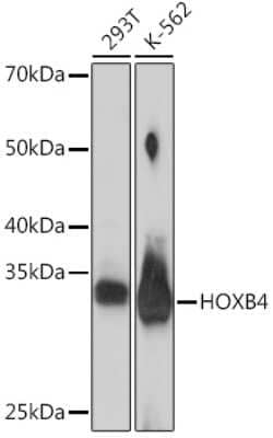 Western Blot: HOXB4 Antibody (6M4G5) [NBP3-15865]