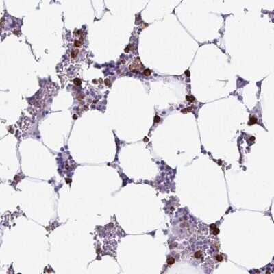 Immunohistochemistry-Paraffin: HOXB4 Antibody [NBP2-33833]