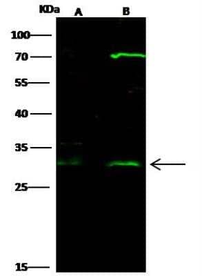 Western Blot: HOXB8 Antibody [NBP2-98722]