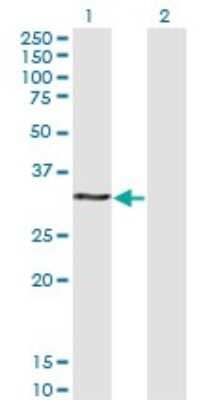 Western Blot: HOXB9 Antibody (4C11) [H00003219-M05]