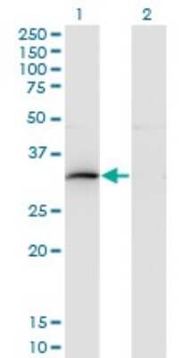 Western Blot: HOXB9 Antibody (4C3) [H00003219-M03]