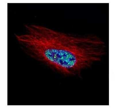 Immunocytochemistry/ Immunofluorescence: HOXC10 Antibody [NBP2-16874]