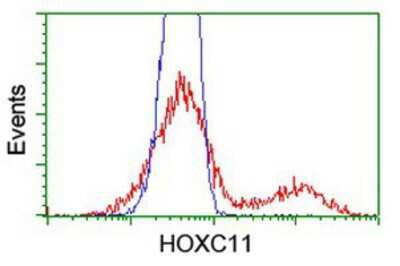 Flow Cytometry: HOXC11 Antibody (OTI3E10) [NBP2-00499]