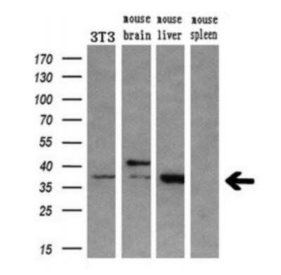 Western Blot: HOXC11 Antibody (OTI3E10)Azide and BSA Free [NBP2-70913]