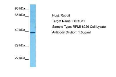 Western Blot: HOXC11 Antibody [NBP2-87592]