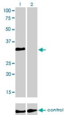 Western Blot: HOXC4 Antibody (1E9) [H00003221-M01]