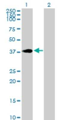 Western Blot: HOXC4 Antibody [H00003221-D01P]