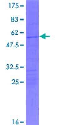 SDS-PAGE: Recombinant Human HOXC5 GST (N-Term) Protein [H00003222-P01]