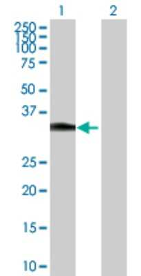 Western Blot: HOXC8 Antibody [H00003224-D01P]