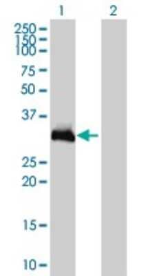 Western Blot: HOXC9 Antibody (2B12) [H00003225-M01]