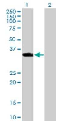 Western Blot: HOXD1 Antibody [H00003231-B01P]