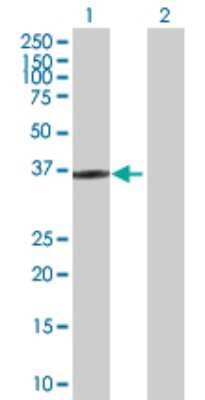 Western Blot: HOXD1 Antibody [H00003231-D01P]