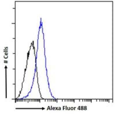 Flow Cytometry: HOXD10 Antibody [NBP1-28476]