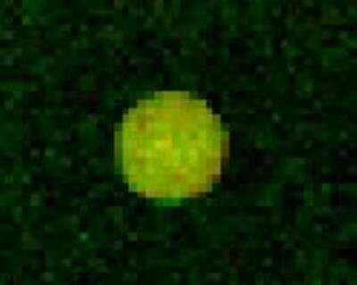 Microarray: HOXD13 Antibody [NBP1-52149]