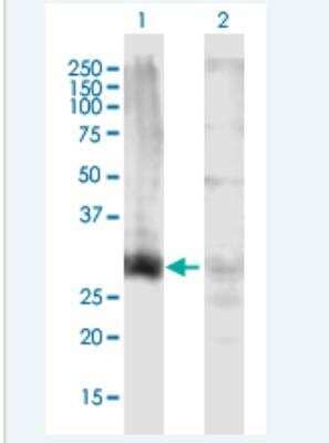 Western Blot: HOXD13 Antibody [H00003239-B01P-50ug]