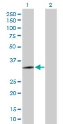 Western Blot: HOXD13 Antibody [H00003239-D01P]