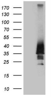 Western Blot: HOXD4 Antibody (OTI1E9)Azide and BSA Free [NBP2-70919]