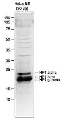 Western Blot: HP1 Alpha, Beta, and Gamma Antibody [NBP2-59154]