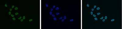 Immunofluorescence: HP1 Alpha, Beta, and Gamma Antibody [NBP2-59154]