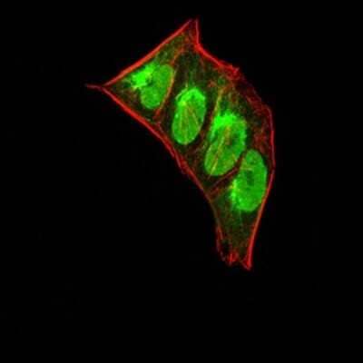 Immunocytochemistry/ Immunofluorescence: HP1 alpha Antibody (1B10B2) - BSA Free [NBP2-52433]