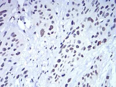 Immunohistochemistry: HP1 alpha Antibody (1B10B2) - BSA Free [NBP2-52433]