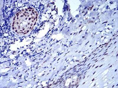 Immunohistochemistry: HP1 alpha Antibody (1B10B2) - BSA Free [NBP2-52433]