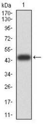 Western Blot: HP1 alpha Antibody (1B10B2)BSA Free [NBP2-52433]