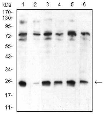Western Blot: HP1 alpha Antibody (1B10B2)BSA Free [NBP2-52433]